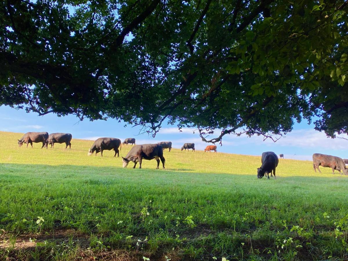 Haus Maria Isenburg - Naturpark Rhein-Westerwald Eksteriør bilde